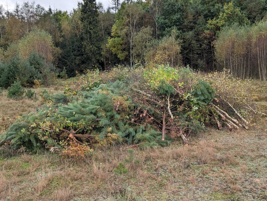 oddam drewno wraz z gałęziami