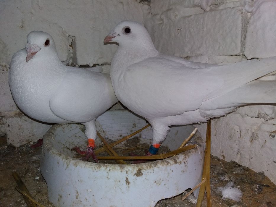 Ptaki gołębie białe pocztowe młode na 2026 r.