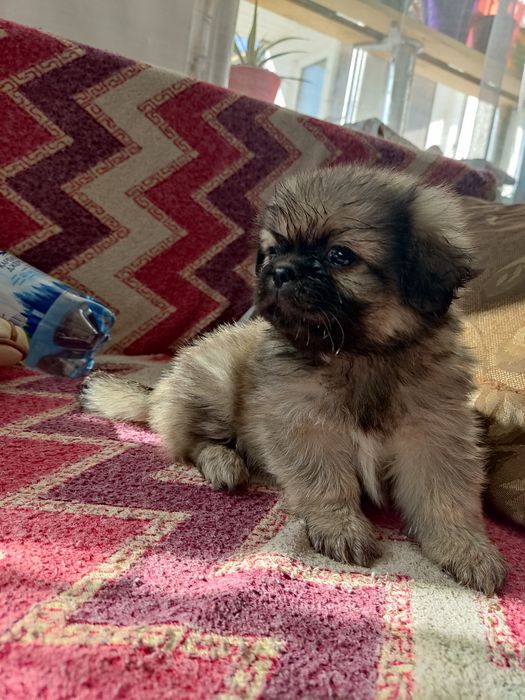 Продам цуценят королівського пекінеса