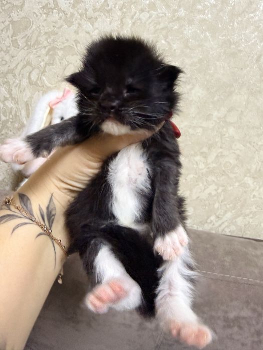 Хлопчик Мейн Кун є документи офіційний розплідник