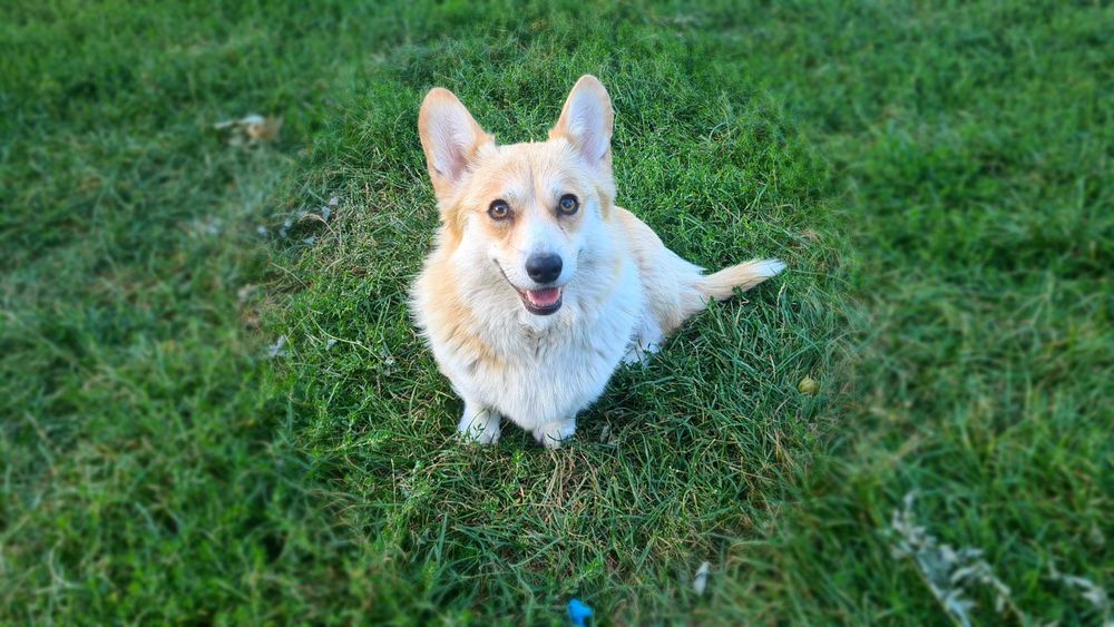 Welsh Corgi Pembroke szczeniak