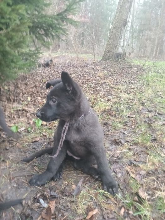 Східноєвропейська вівчарка