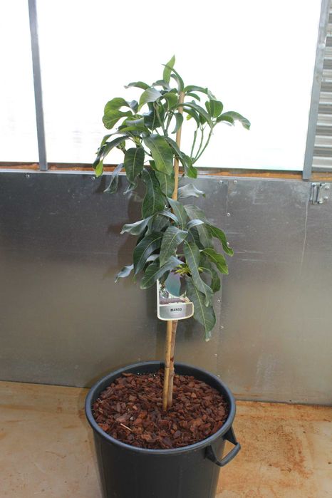 Mango Keitt Tree / Árvore de Manga Keitt