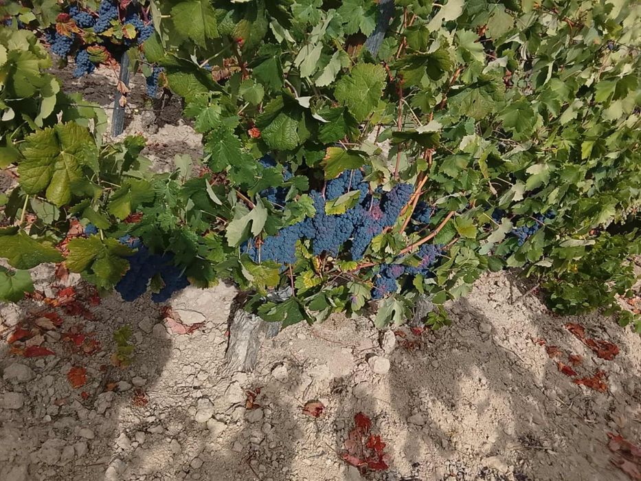 Vendo uvas com boa qualidade