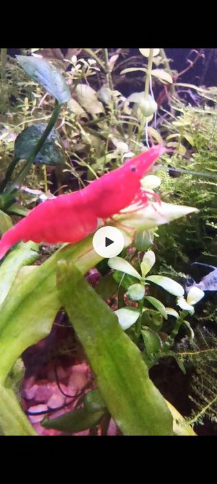 Креветки акваріумні власного розведення