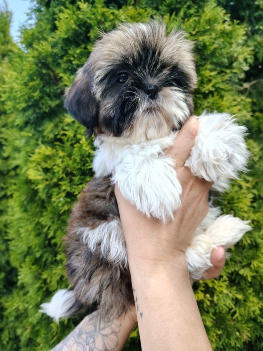Piękny Shih Tzu z rodowodem