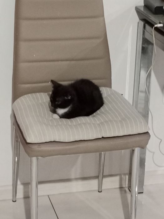 Oddam kotków w dobre ręce