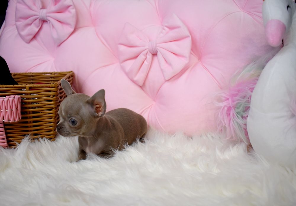 Chihuahua liliowy piesek do odbioru