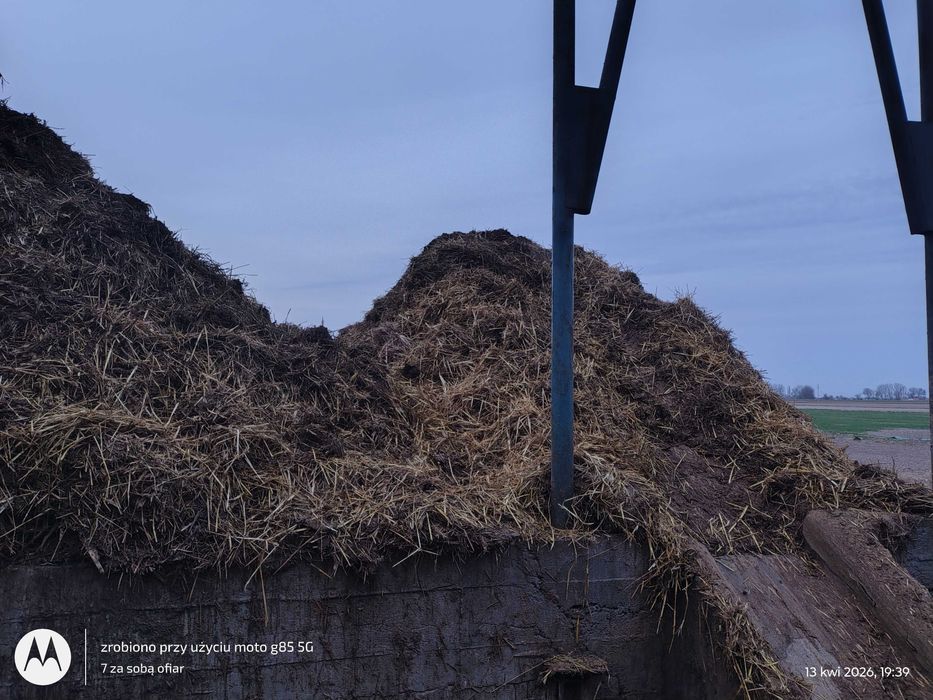 Obornik bydlęcy 100 ton