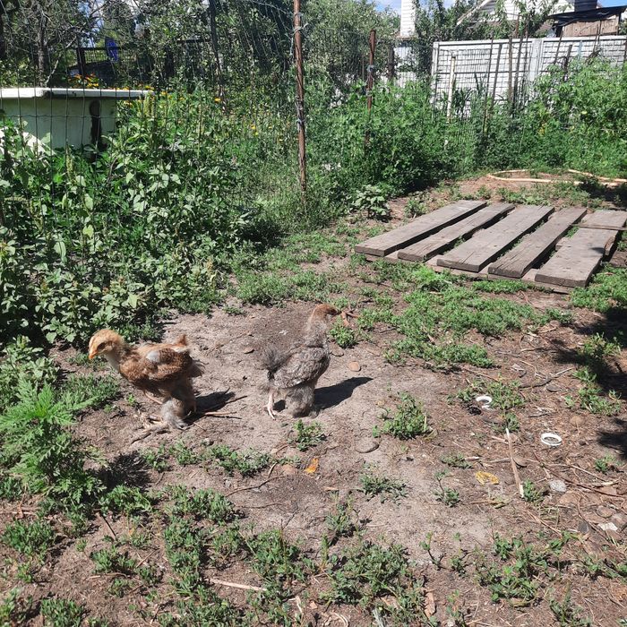 Курчата Брама темні,куріпчаті,світла