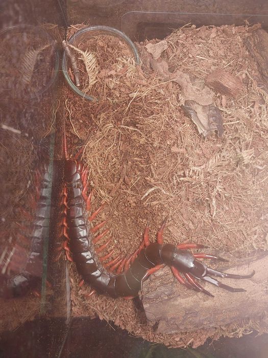 Scolopendra subspinipes "red"  samica z terrarium