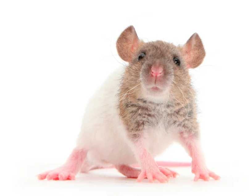 Кормовые крысы бегунки 20-30 грамм