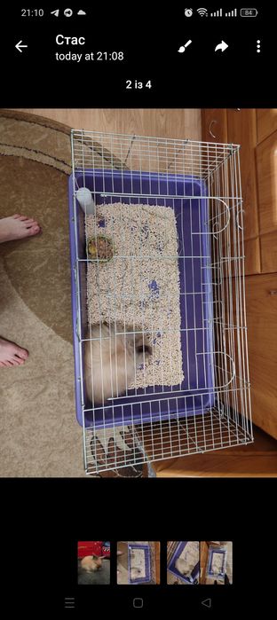 Віддам кролика безкоштовно