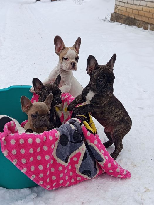 Французькі булочки