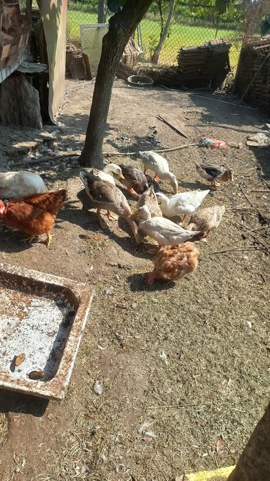 Vendo  Gansos e  patos