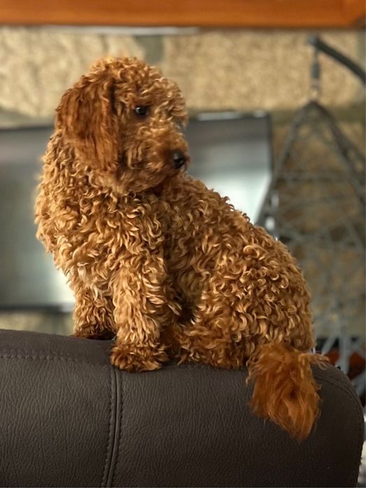 Caniche toy macho para acasalamento