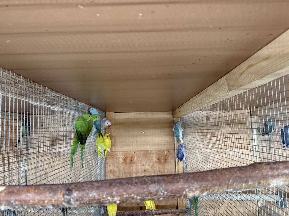 Aleksandretty obrożne