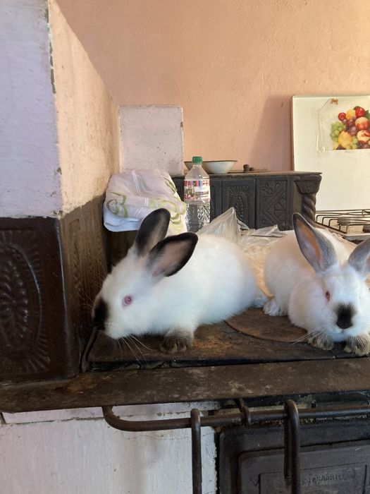 Каліфорнійці , Кролі самці.Каліфорнія .