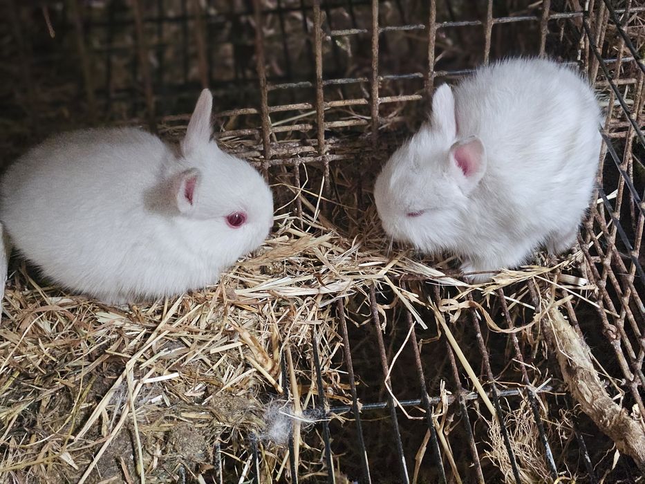 PROMOÇÃO ou rotura de stok