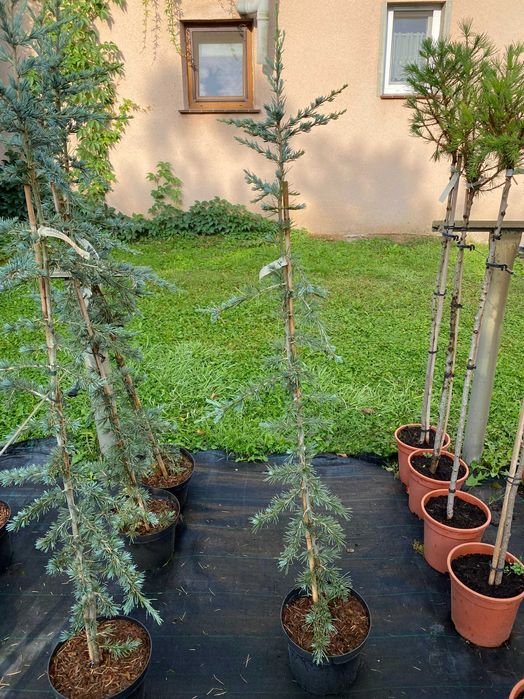 Cedr himalajski Karl Fusch