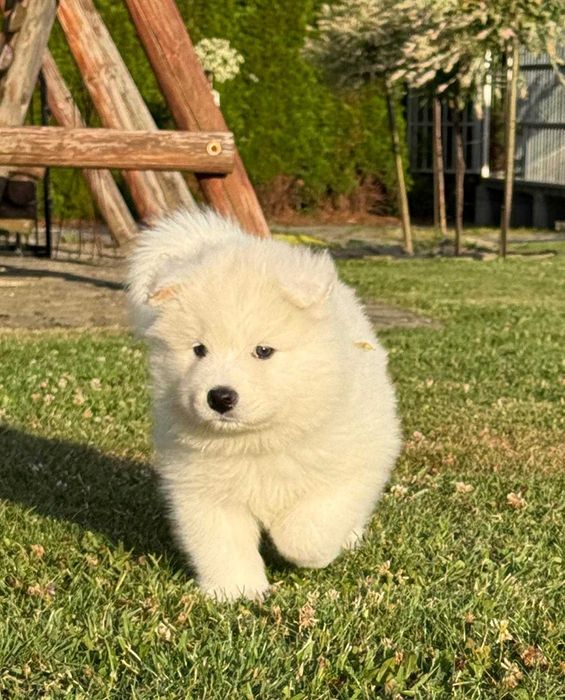 Samoyed szczeniak suczka ZKwP
