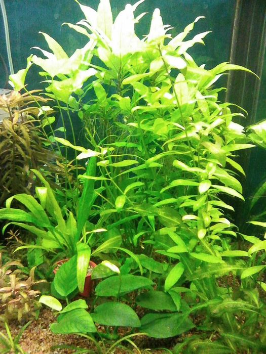 ПРОДАМ! Аквариумные растения