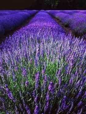 Lawenda wąskolistnka Hidcote Blue