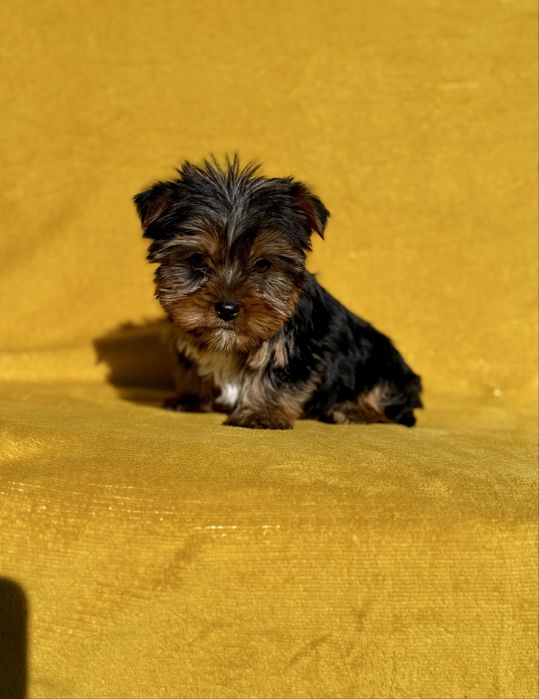 York Terrier z Rodowodem