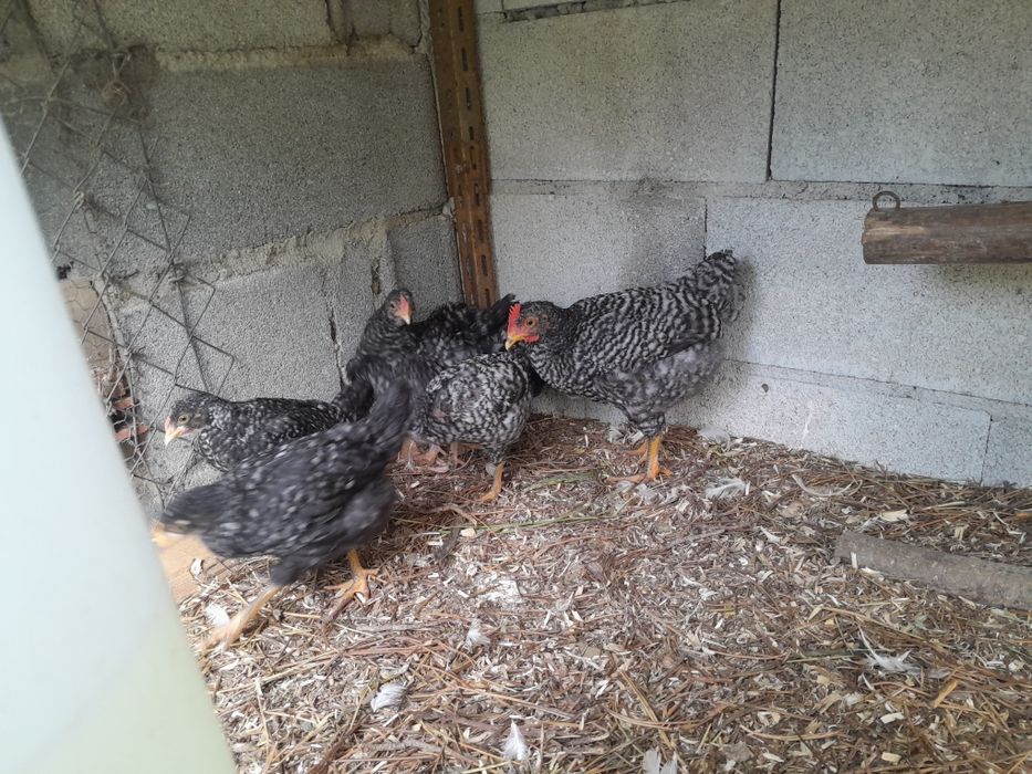 Pintos pedres disponível