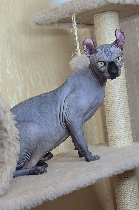 Ельф дівчинка чорна