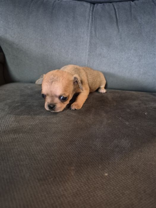 Chihuahua beżowa miniatureczka dziewczynka krótkowłosa z rodowodem