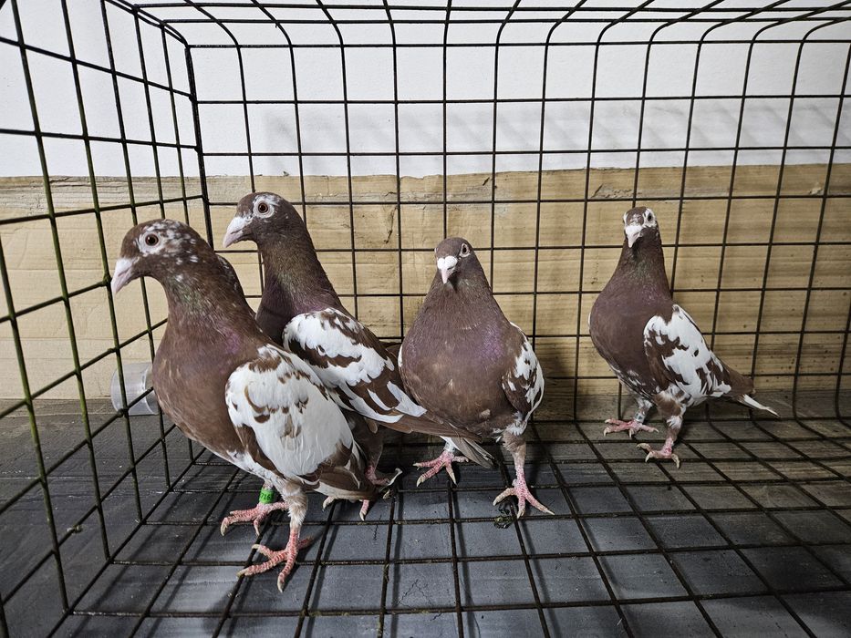 Gołębie mulemansy Bydgoszcz