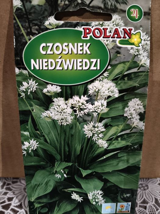 Czosnek niedźwiedzi