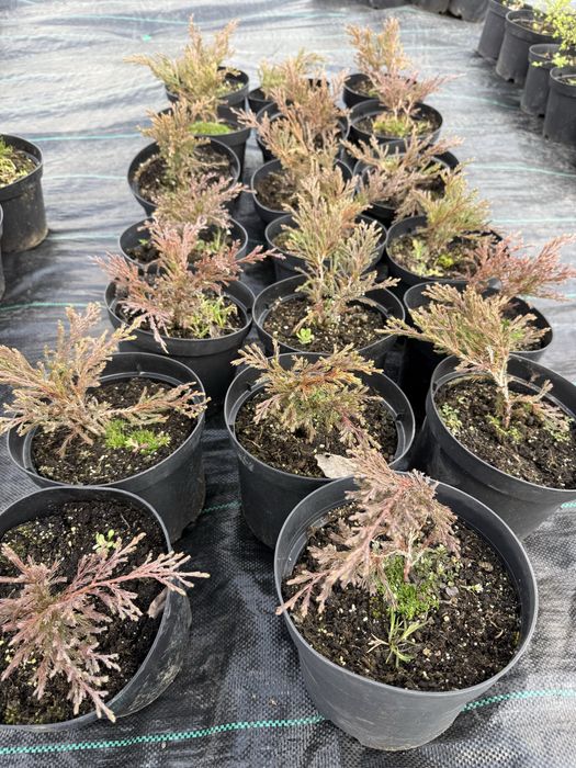 Туя, самшит, лаванда, ялівці, сакура та ін.