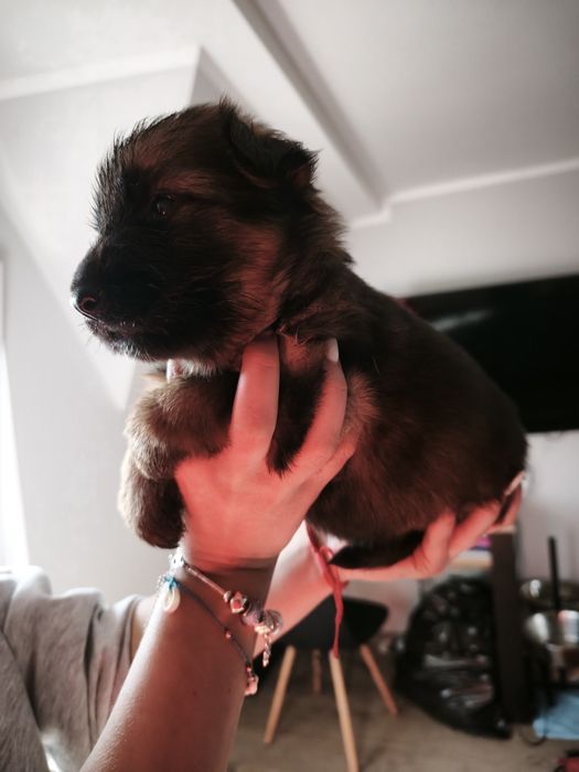 Owczarek Niemiecki Długowłosy FCI ZKwP wilczasty samiec