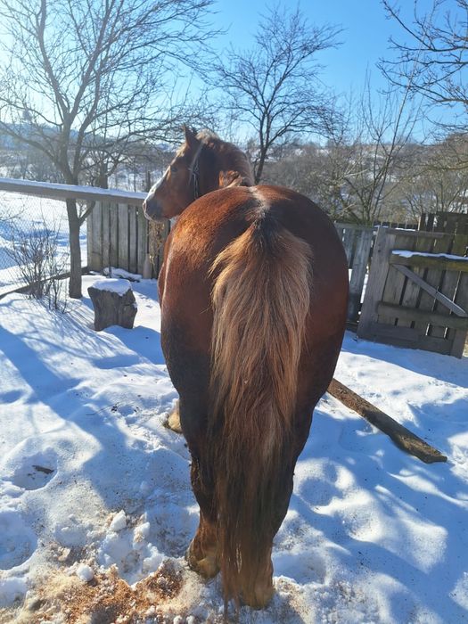 Кінь,спокійний жеребець 7 років