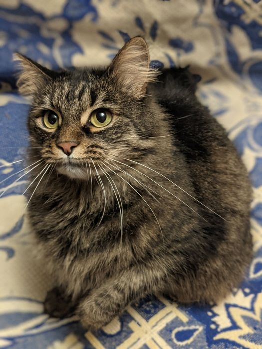 Очень пушистая сибирская кошечка, 2,5 года, СТЕРИЛИЗОВАНА!