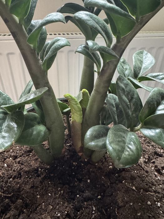 Заміокулькас Зензі