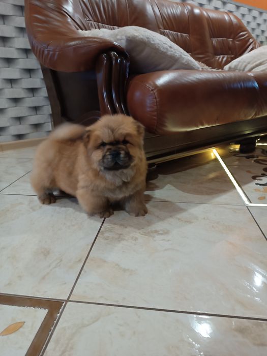 Szczeniak Chow chow (Piesek)