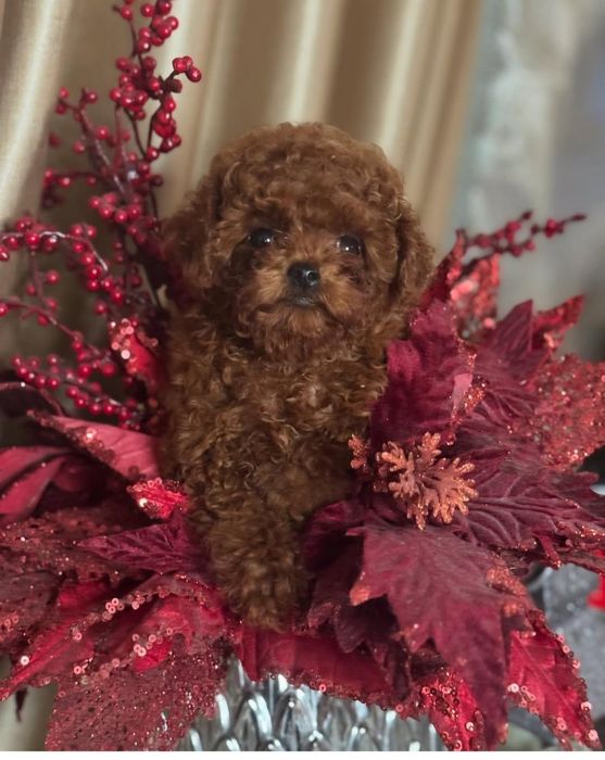 Хлопець чудовий, той пудель ред браун