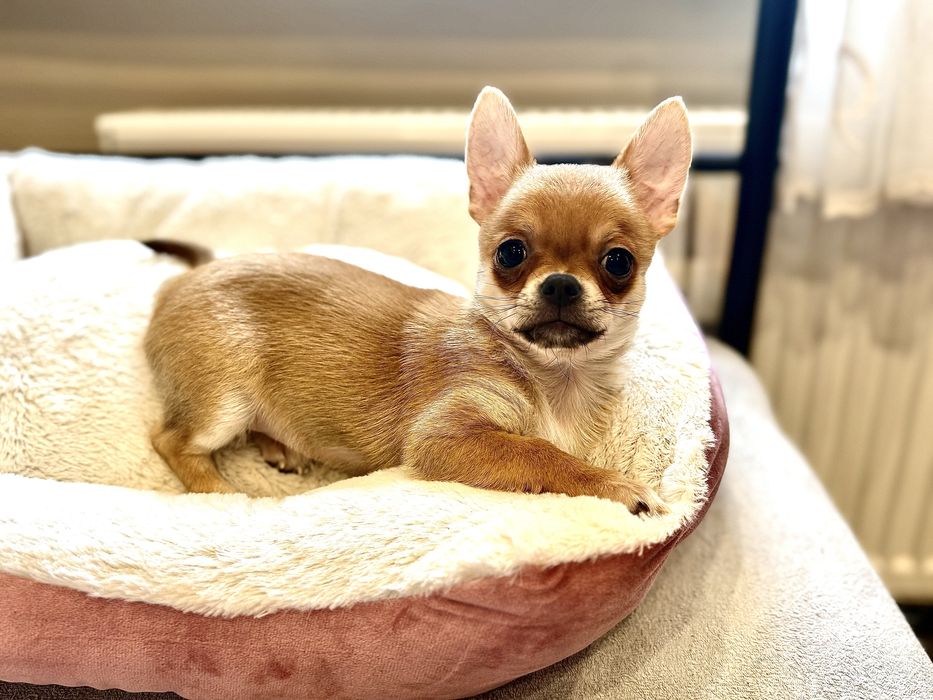 Sunia krótkowłosa chihuahua FCI