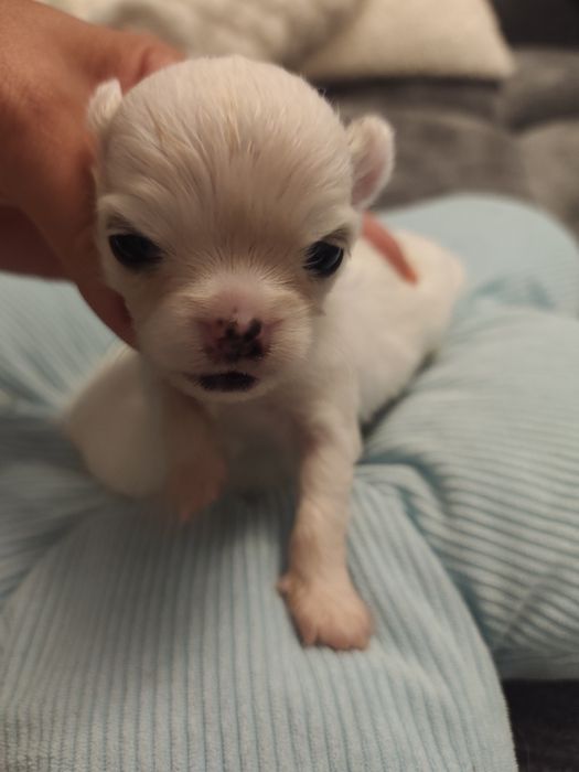 Chihuahua długowłosa dziewczynka do rezerwacji