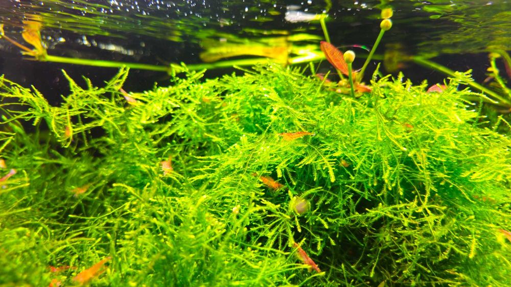 Mech Jawajski Jawa moss