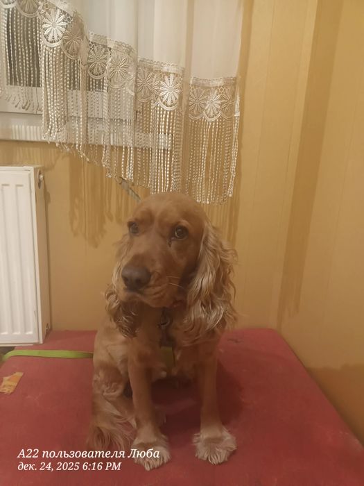 Кокель   спаниэль