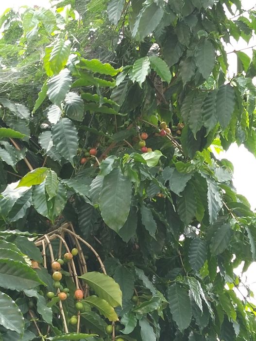 Plantas de café lllllllllll