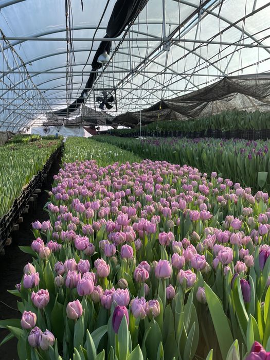 Опт зріз тюльпана, тюльпан 14 лютого та 8 березня