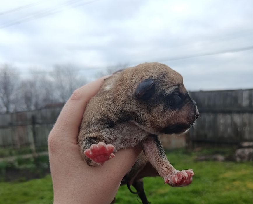 Щенки бесплатно в добрые руки