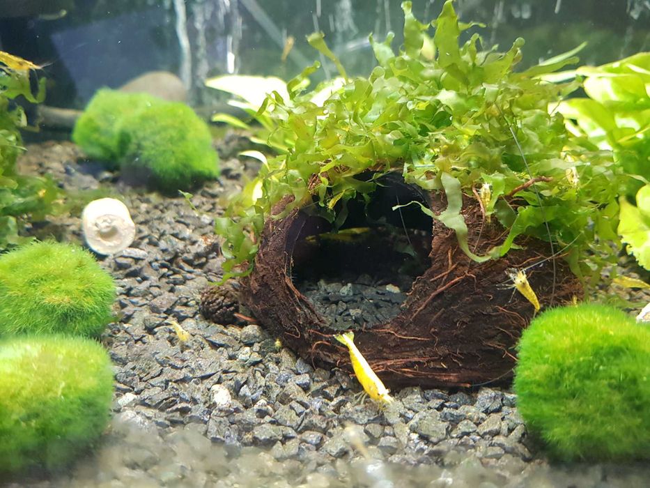 Kokos do akwarium krewetkarium