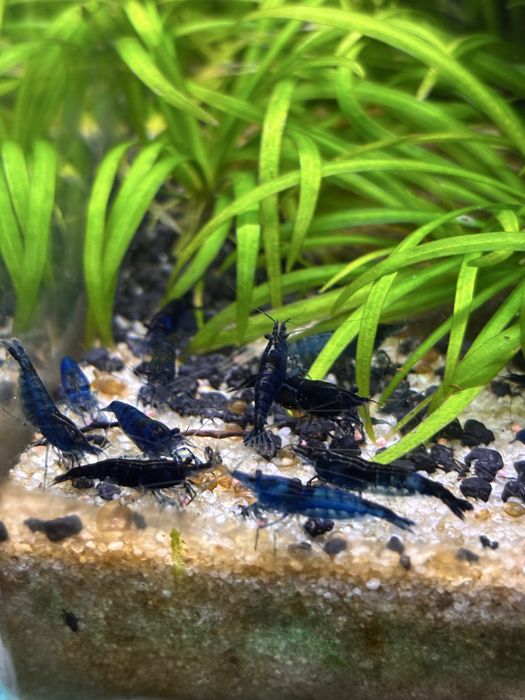 Krewetki Blue Velvet