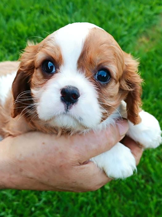 Cavaljer King Charles Spaniel (Suczka)